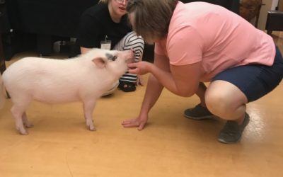 Meet the Staff | Jorge the Therapy Pig