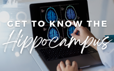 Get To Know The Hippocampus